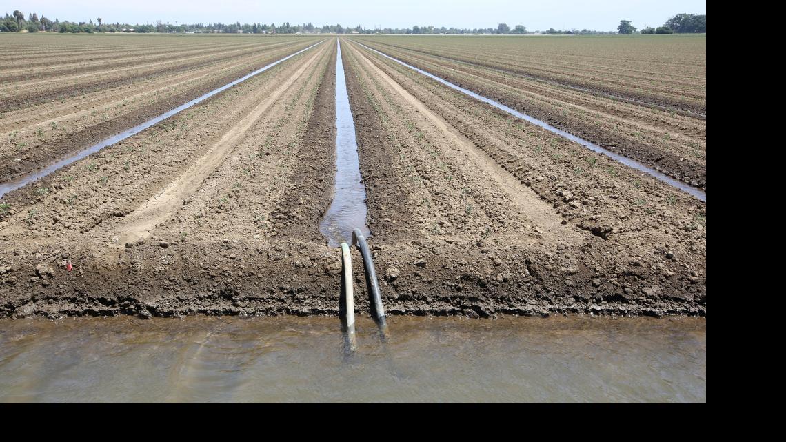 
In this photo taken Wednesday May 20, 2015, water runs irrigates crops on a farm near Dixon, Calif. 
