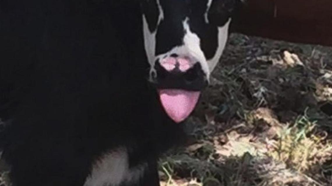 A calf born in Texas is turning heads because the black-and-white markings on its face make it look like legendary rocker Gene Simmons of Kiss.