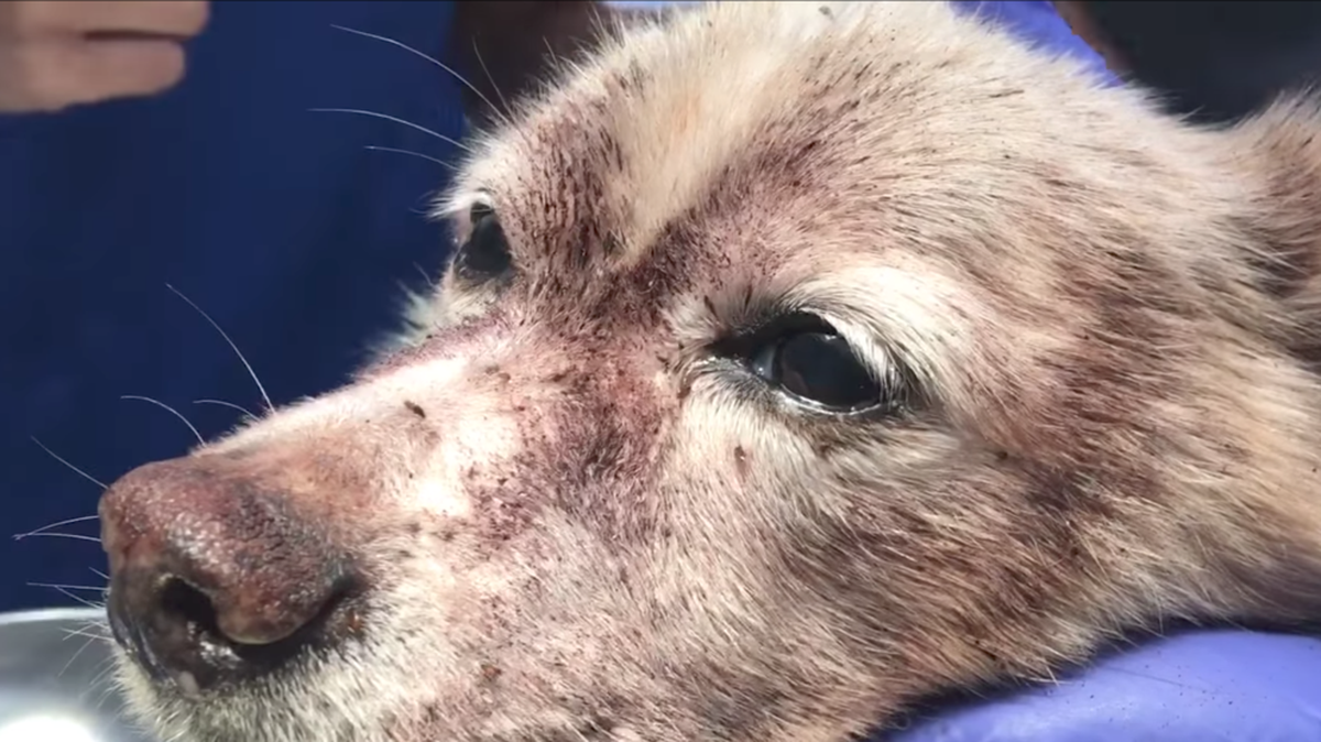 Rascal was covered in fleas before he received medical attention.