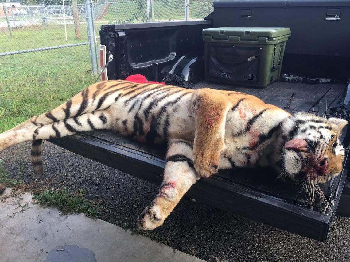 Suzy, a 6-year-old circus tiger, was fatally shot by police after escaping from a truck near Atlanta.