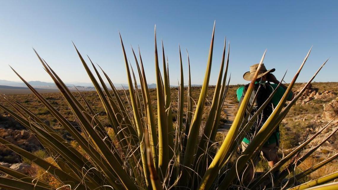 Seth Shteir, a field representative for the National Parks Conservation Association, looks over a natural spring at the Mojave National Preserve in California on Oct. 19, 2011. By tapping into an aquifer the size of Rhode Island, Cadiz, a private company, hopes to sell water to thirsty Southern California but has been unable to obtain final federal permits. “There’s a lot of unknowns here but we think this project has the potential to adversely affect air quality, draw down water resources and alter the flow of groundwater beneath the Mojave Preserve,” said Shteir.