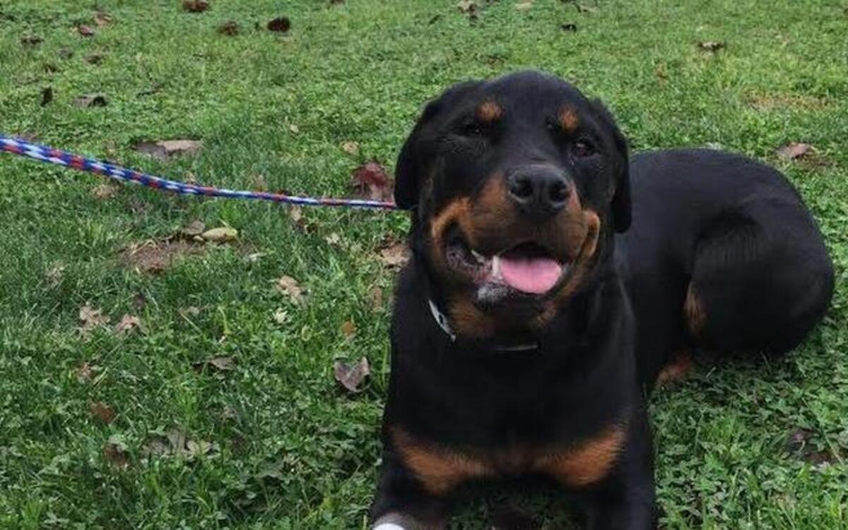 Veterinary oral surgeons fixed Ziba’s skull and jaws