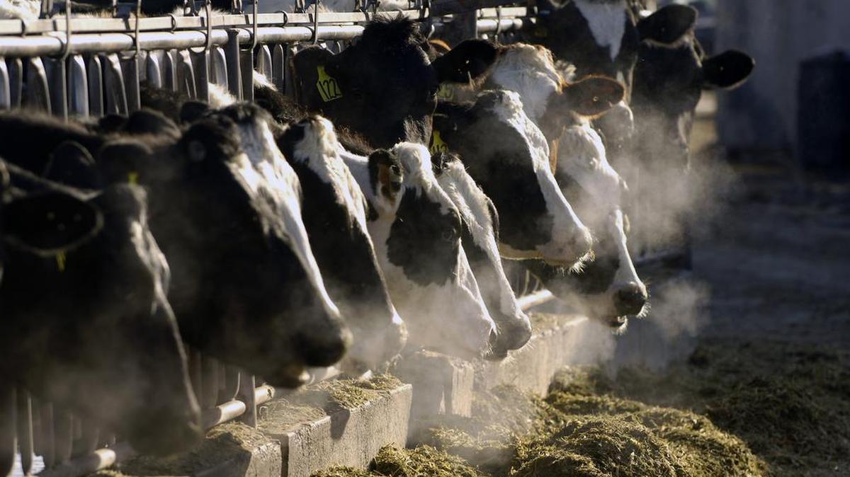 In this March 11, 2009 file photo, a line of Holstein dairy cows feed through a fence at a farm outside Jerome, Idaho One contributor to global warming _ bigger than coal mines, landfills and sewage treatment plants _ is being left out of efforts by the Obama administration and House Democrats to limit greenhouse gas emissions. Cow burps.