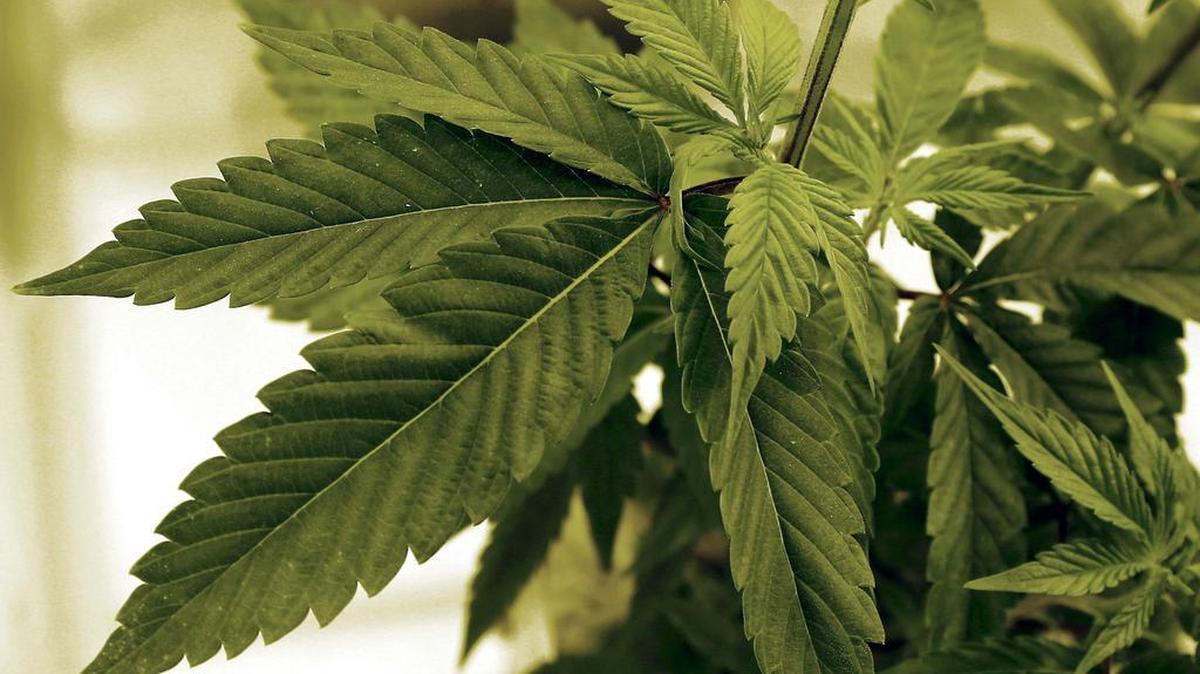 Police in California are participating in “green labs” to better understand how drivers are affected by marijuana use.