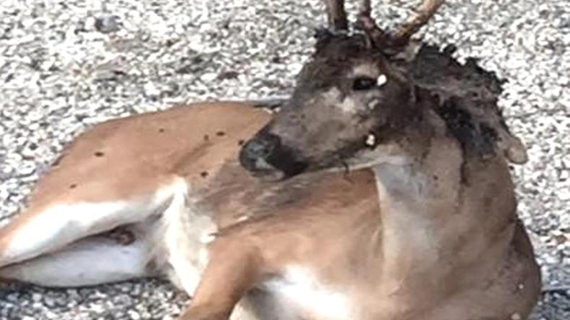 This is one of the infected deer. Note the damage to the top of its head; that’s where the maggots were concentrated.