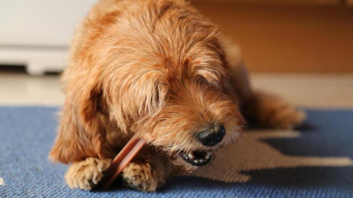 Some people are pushing for food stamps to include pets, including thousands of people on an online petition.