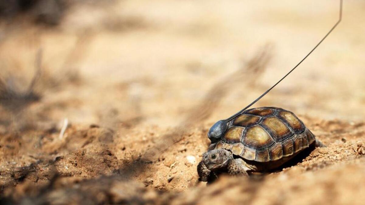 The tortoises were required to grow at least 4 inches in length before being released, in order to ensure they could fend off predators.
