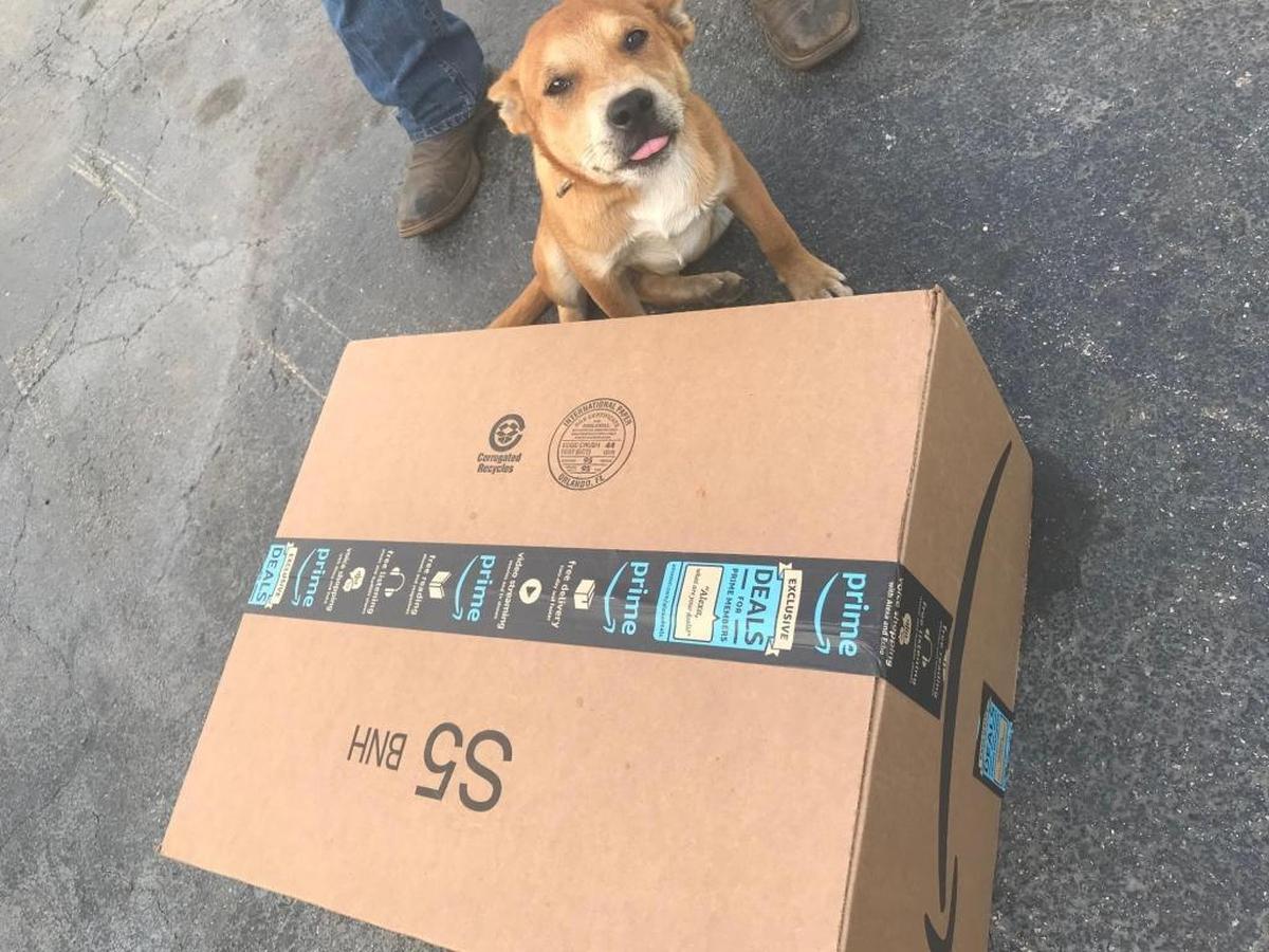 “I think the corner of the box got him,” said Brittany Aaron, owner of Rocky.