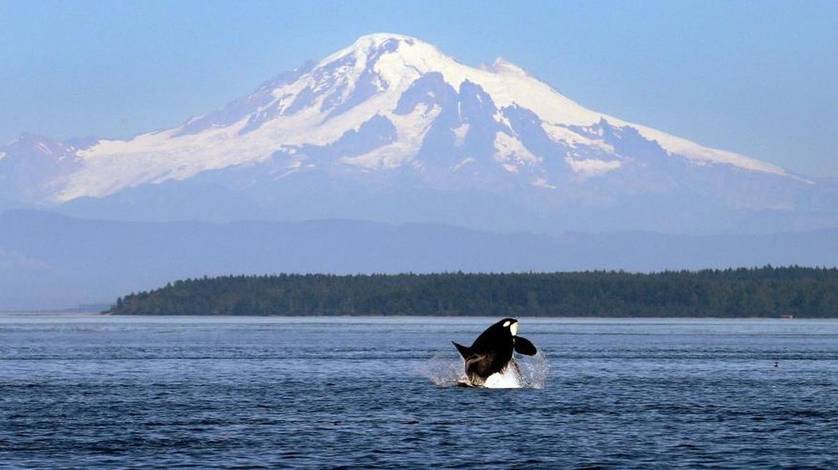 An orca whale breaches in view of Mount Baker, some 60 miles distant, in the Salish Sea in the San Juan Islands, Wash. In 2013 President Barack Obama signed an order that designated roughly 1,000 acres of land on the islands as a national monument.