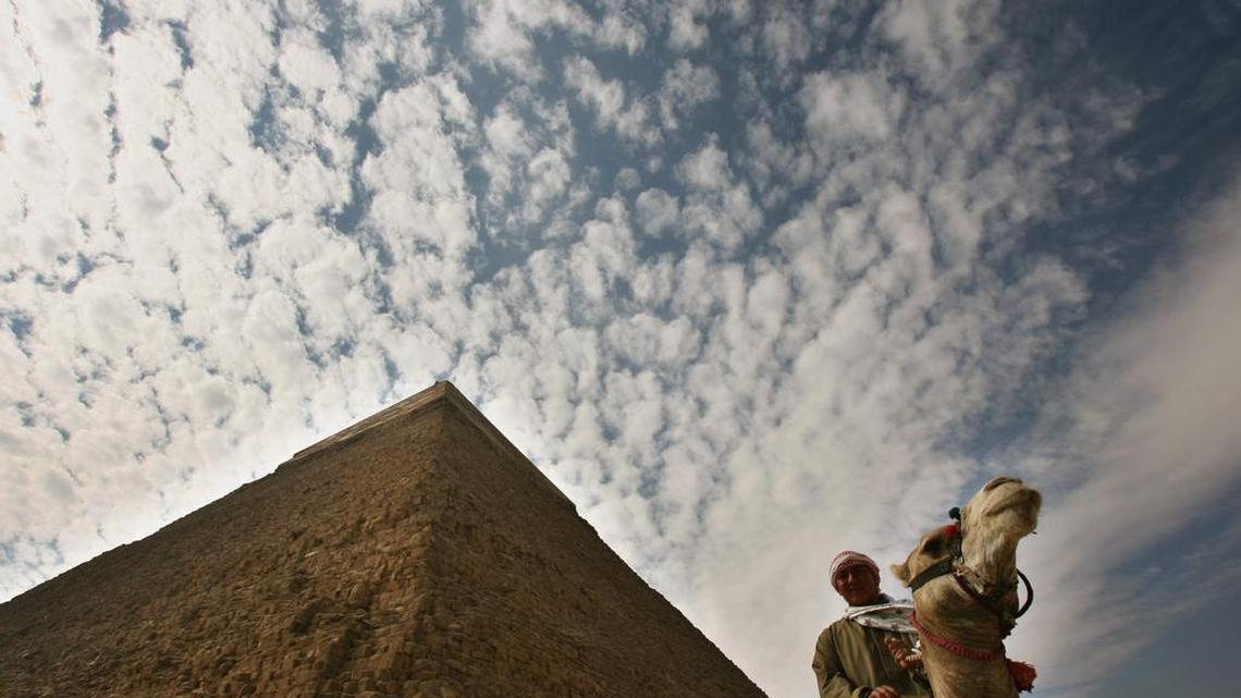 Most people associate camels with exotic deserts, like this animal near the pyramids in Egypt in 2007. But camels evolved from an animal that arose in North America, and were later reintroduced in the 1800s as part of a U.S. Army experiment. Now conservationists say once again reintroducing the animals could benefit desert habitats.