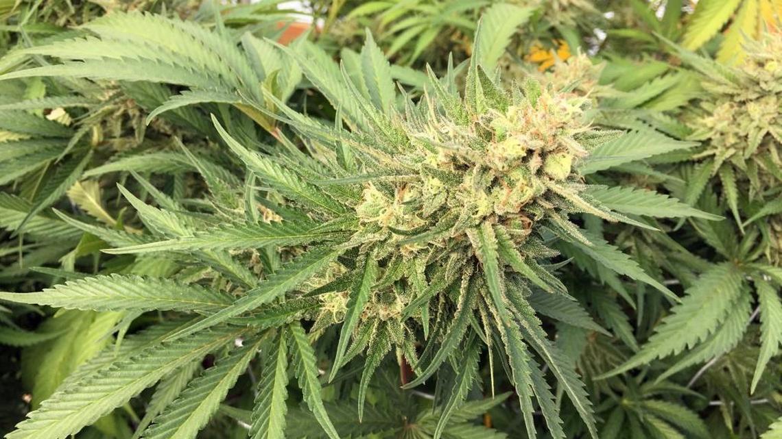 Is marijuana farming hurting the environment?