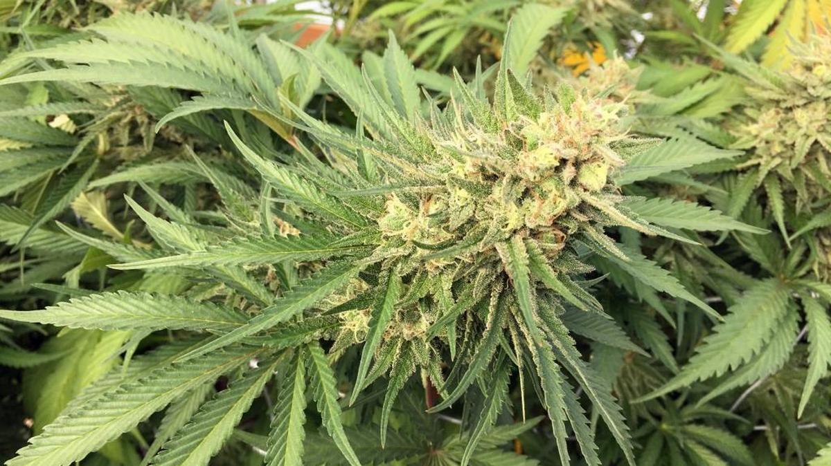 A marijuana bud is seen before harvesting at a rural area near Corvallis, Ore., on Sept. 30, 2016.