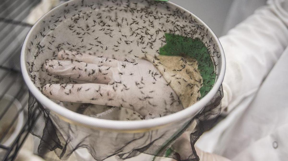 A researcher at Indiana University School of Medicine-South Bend puts his hand inside a container filled with mosquitos on Feb. 18, 2016, at the Indiana University School of Medicine-South Bend in South Bend, Ind. The latex glove protects him for any mosquito bites.