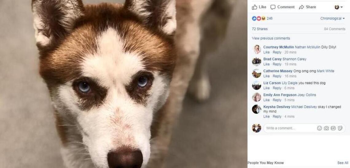 Can the ‘Dilly Dilly’ craze help these dogs get adopted? Shelters hope so