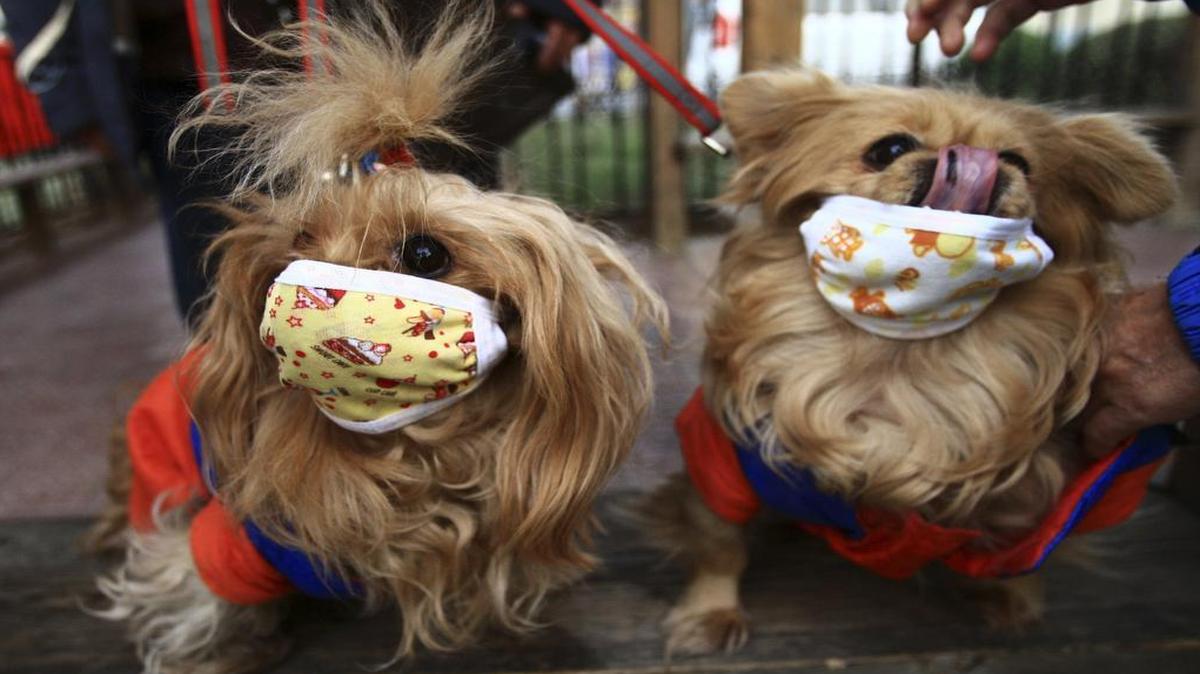 Dogs in Beijing wear masks after reports of a dog flu outbreak in 2009.
