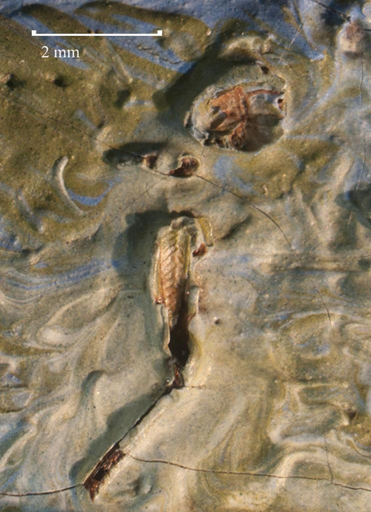 Part of a small grasshopper was recently discovered in the paint.