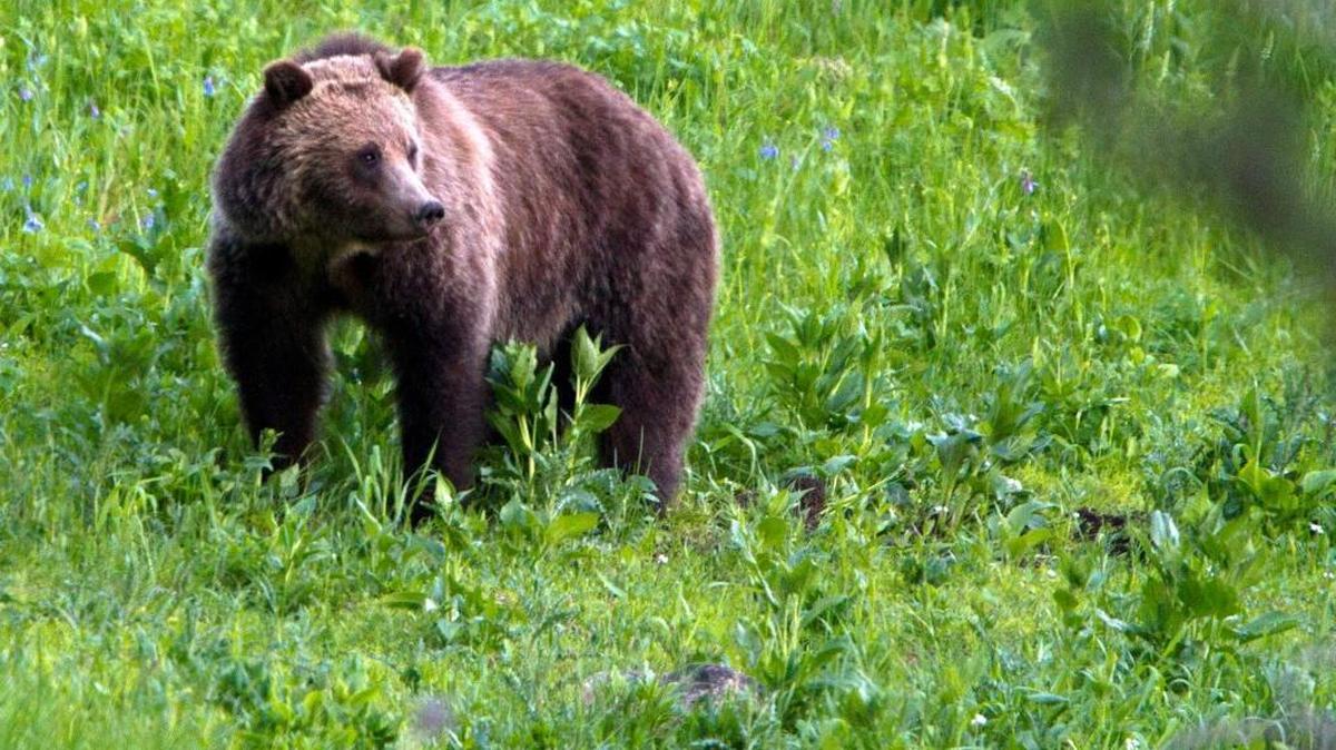 This July 6, 2011, file photo shows a grizzly bear roaming near Beaver Lake in Yellowstone National Park, Wyo.
