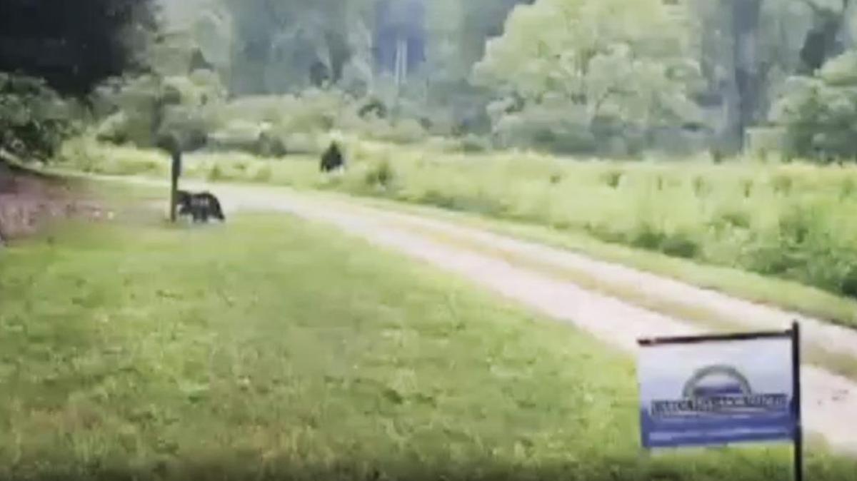 In 2015, a Boone, North Carolina, man submitted a video to a Charlotte news station of a possible Bigfoot sighting in Western North Carolina. Is it real, or is that a person running around in a gorilla costume?