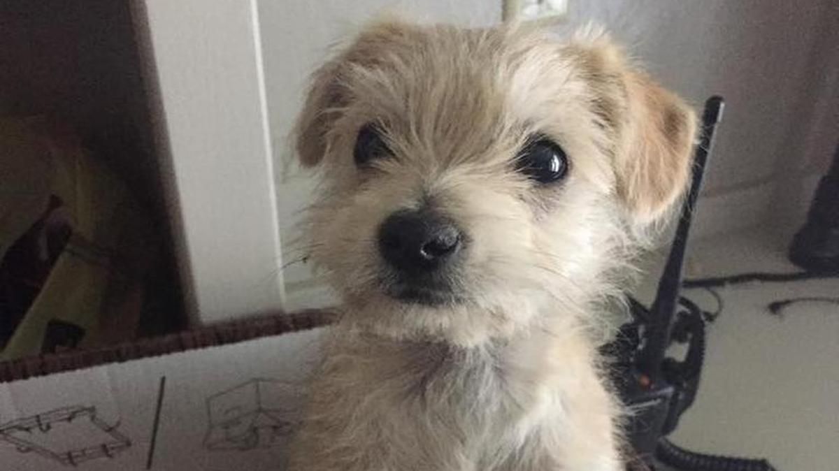 A United Parcel Service driver rescued a puppy that had been dropped from a car onto East Hatch Road in Ceres on Tuesday.