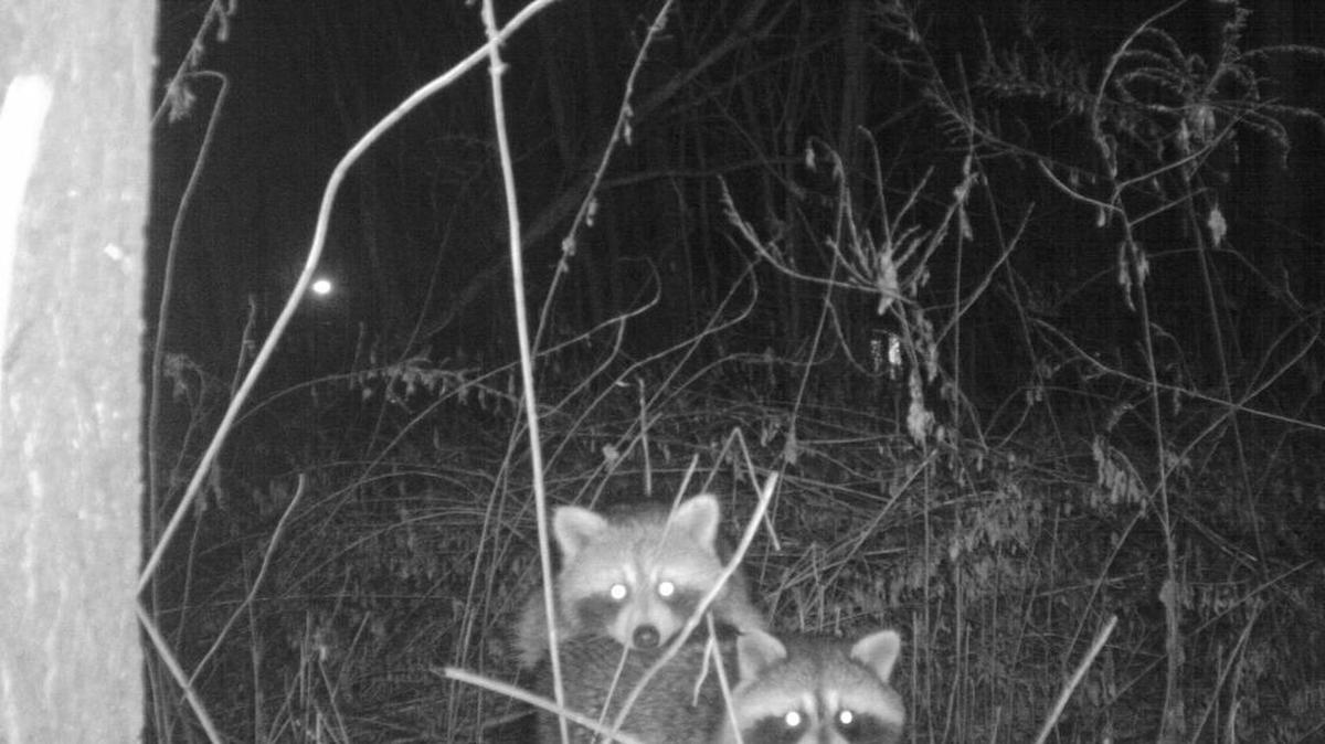 Raccoons in New York City, captured by researchers’ motion-activated cameras. Because raccoons can carry rabies, city law dictates that any caught must be humanely killed. But trappers often don’t have the heart for it.