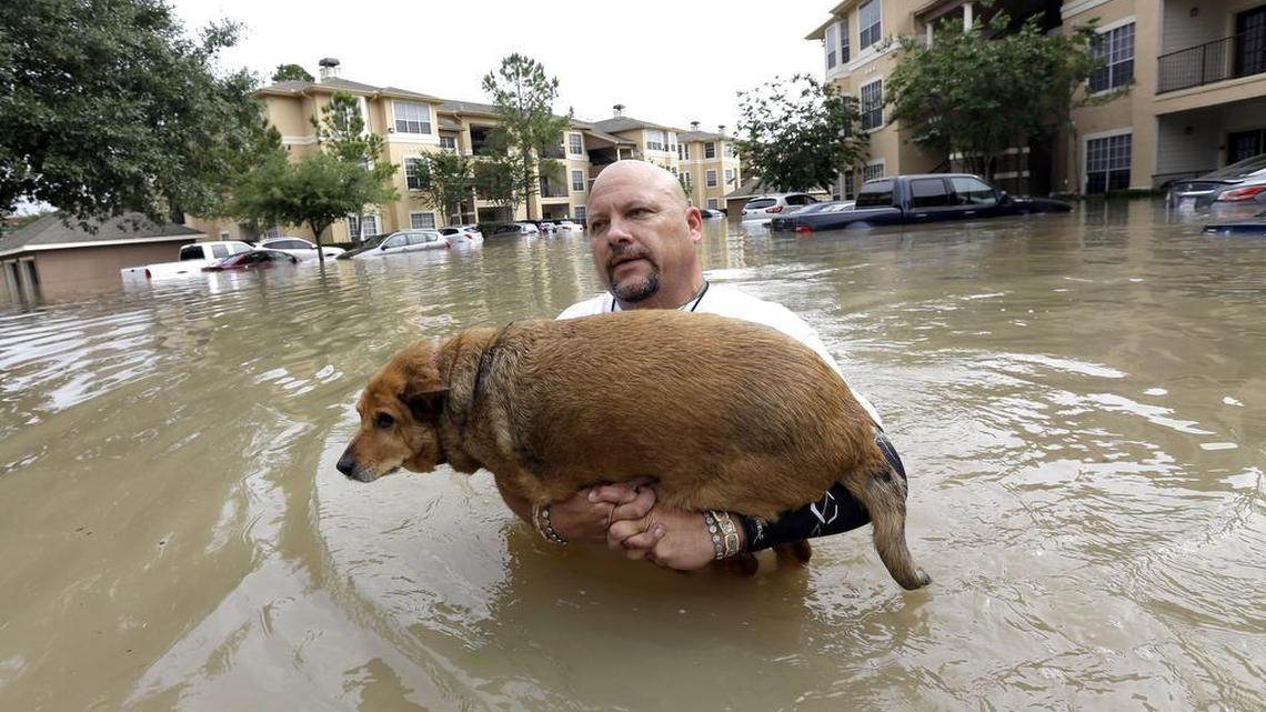 Louis Marquez carries his dog, Chocolate, through floodwaters in Houston in April, after rescuing the dog from his apartment. Devotion like that doesn’t go away in a divorce, say attorneys, sometimes leading to bitter battles.