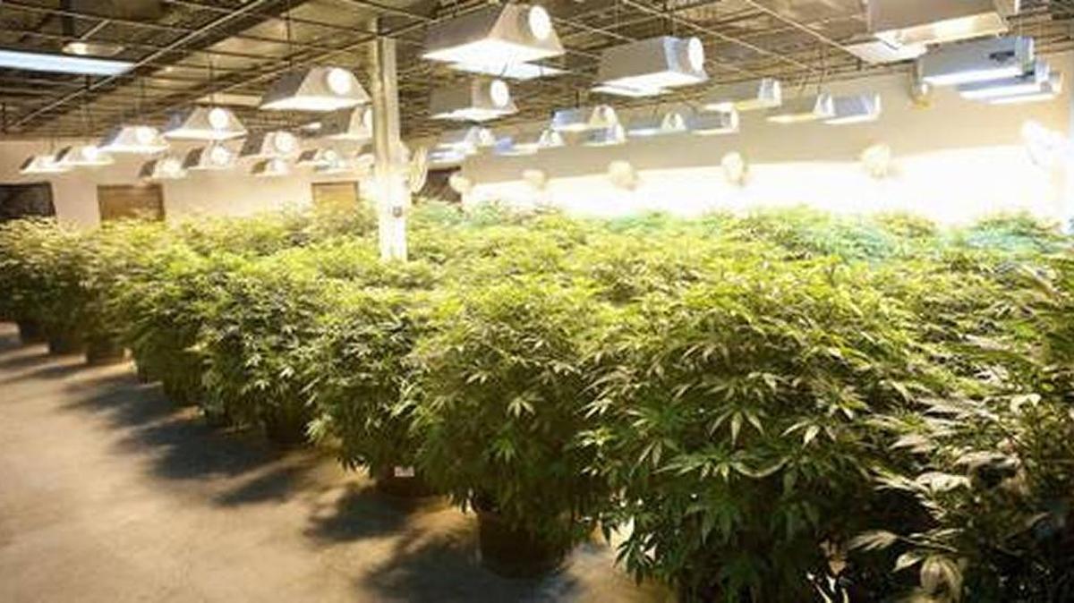Marijuana plants grow indoors under lights at a Seattle facility.