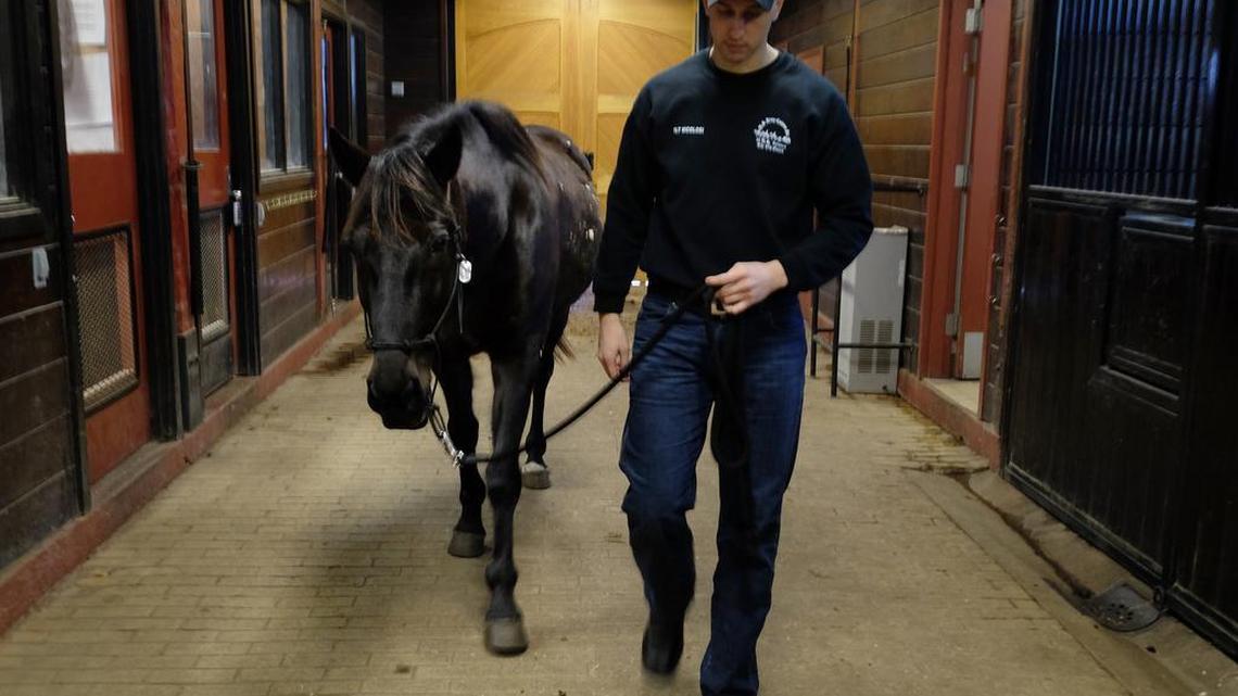 1st Lt. Daniel Nicolosi escorts Kennedy, one of two horses available for adoption, in the Caisson barn at Fort Myer in Arlington, Va., on Wednesday, Feb.17, 2016.