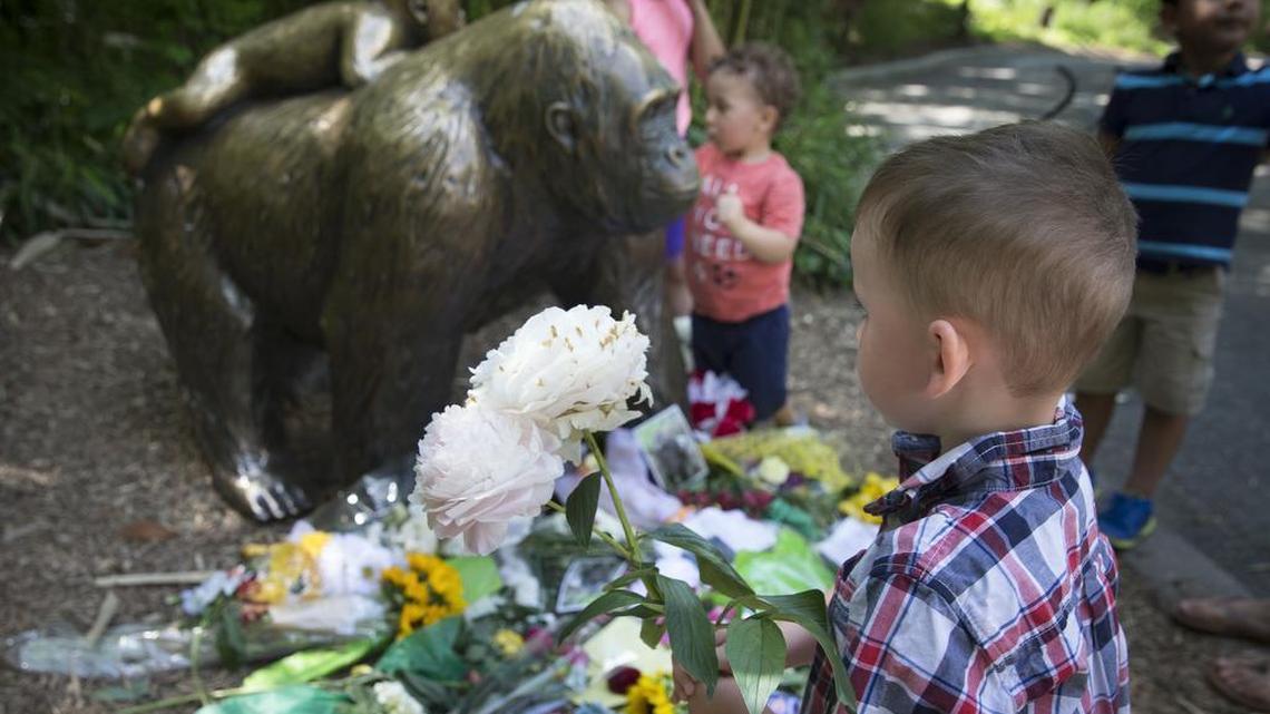A boy brings flowers to put beside a statue of a gorilla outside the shuttered Gorilla World exhibit at the Cincinnati Zoo & Botanical Garden.