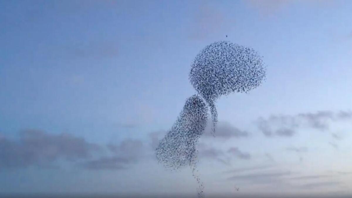 A flock of starlings as big as 10,000 dives and whirls in unison to escape a hungry falcon in West Cork, Ireland, video shows.