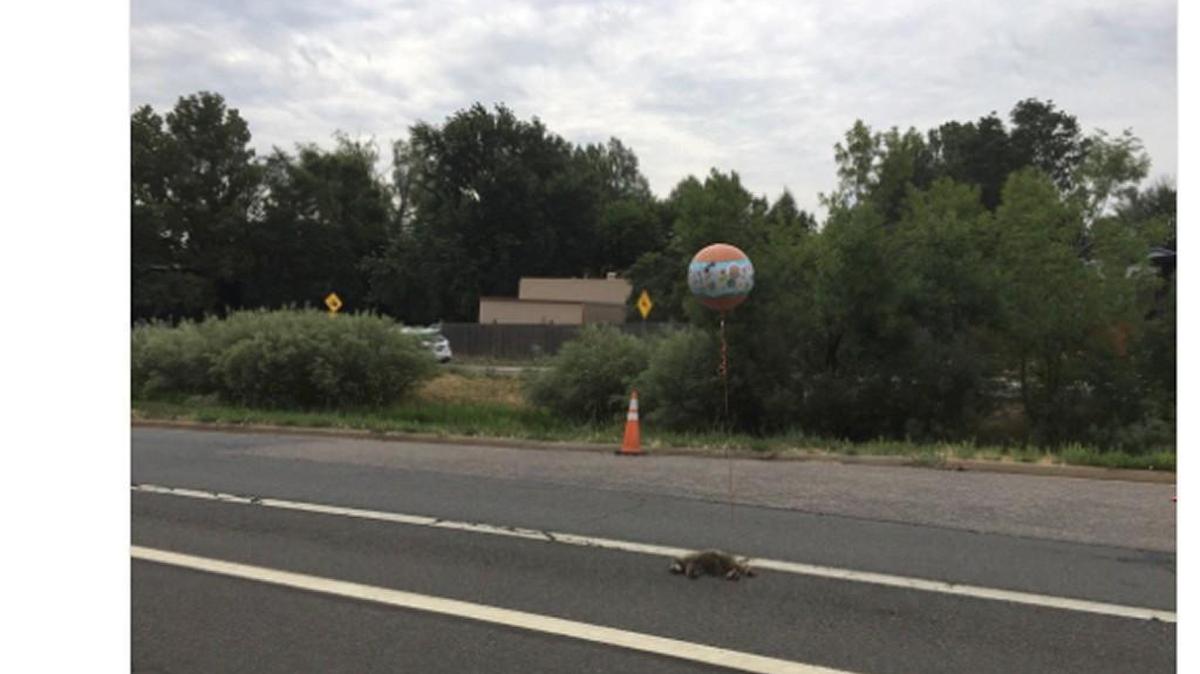 A man was seen tying a “Get Well Soon” balloon to a dead raccoon in the road in Boulder, Colo. on Thursday morning. But, why?