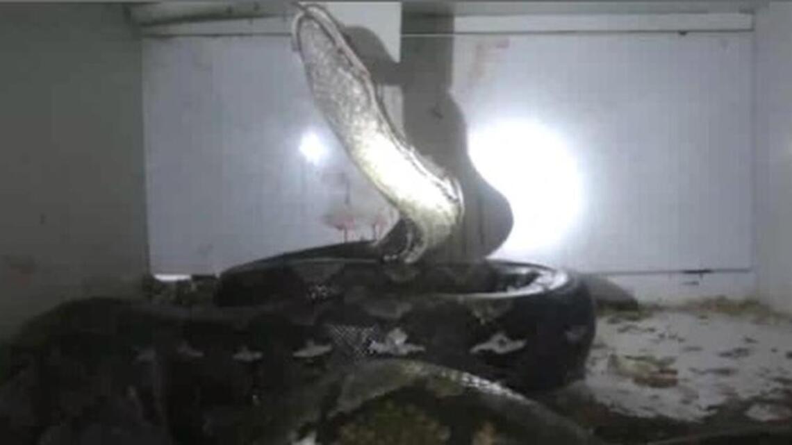 Kentucky pet store worker escapes death by python