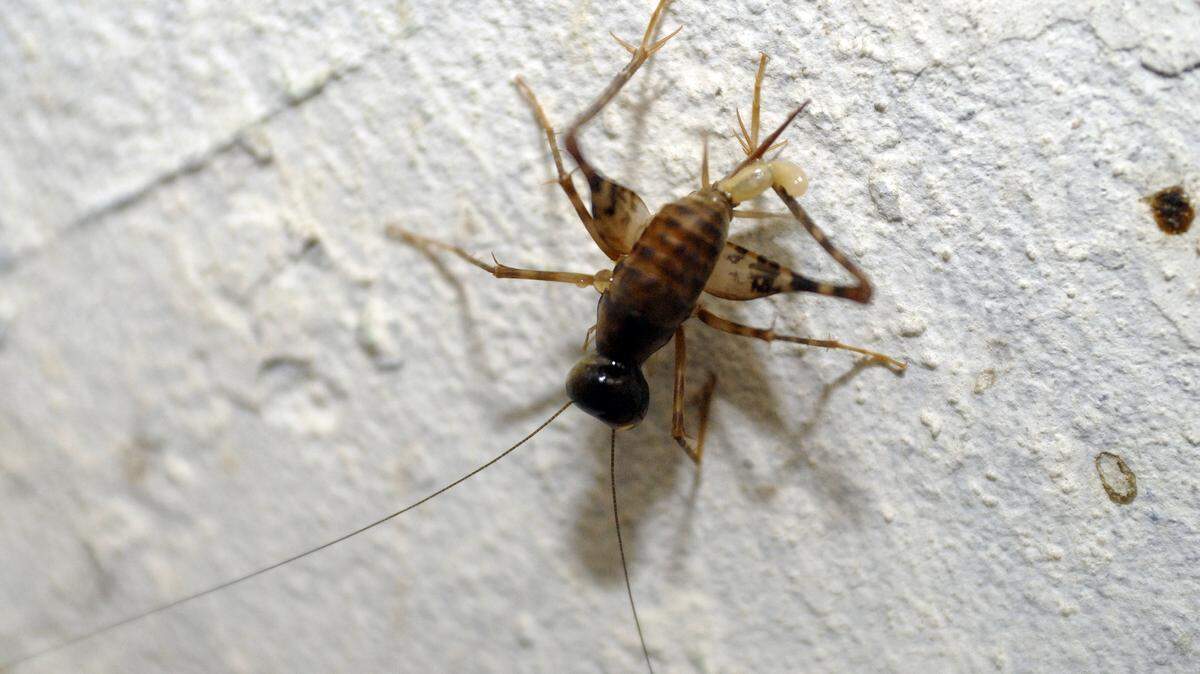 An order of crickets to feed a family’s pet lizard turned the home into chaos.