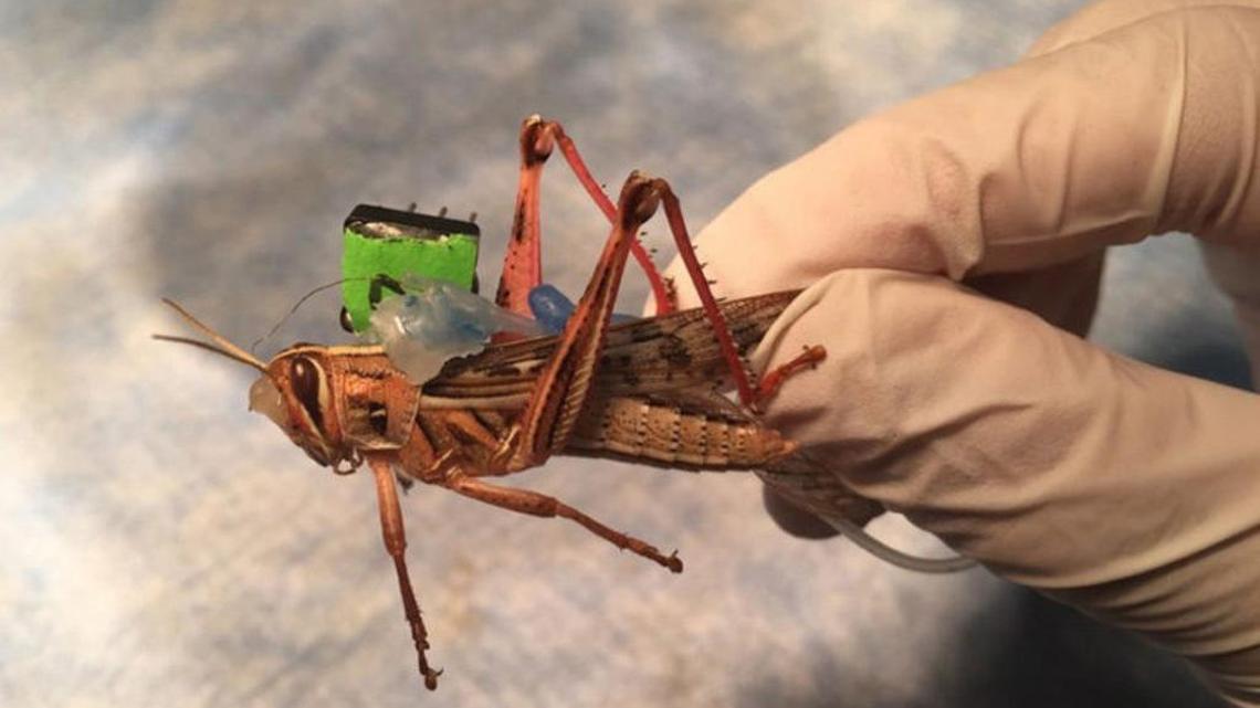 A locust with sensors implanted in its brain to decode neural activity.