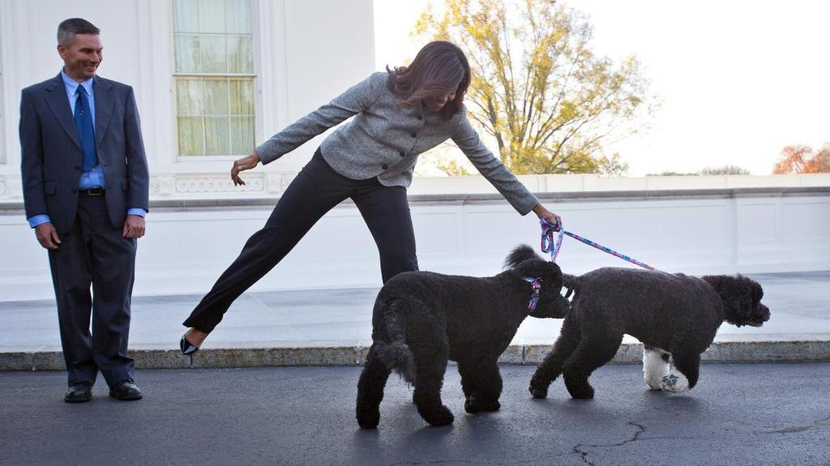 First lady Michelle Obama is pulled away by her dogs Bo and Sunny, after welcoming the Official White House Christmas Tree to the White House in Washington in November 2015. It’s hardly a dog’s life of just eating and sleeping for President Barack Obama’s pets Bo and Sunny. The Portuguese water dogs are popular canine ambassadors for the White House. They’ve become so in demand that they have schedules, like the president.