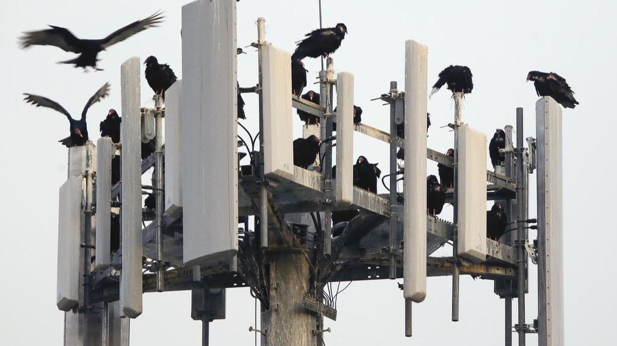 Law enforcement agencies in dozens of cities and states have suitcase-sized surveillance tools that simulate cellphone towers such as this one and can track individual cellphones. But the devices can also disrupt emergency calls placed by individuals who are not being monitored. This week, a congressional committee called for legislation to set a national standard for their use.