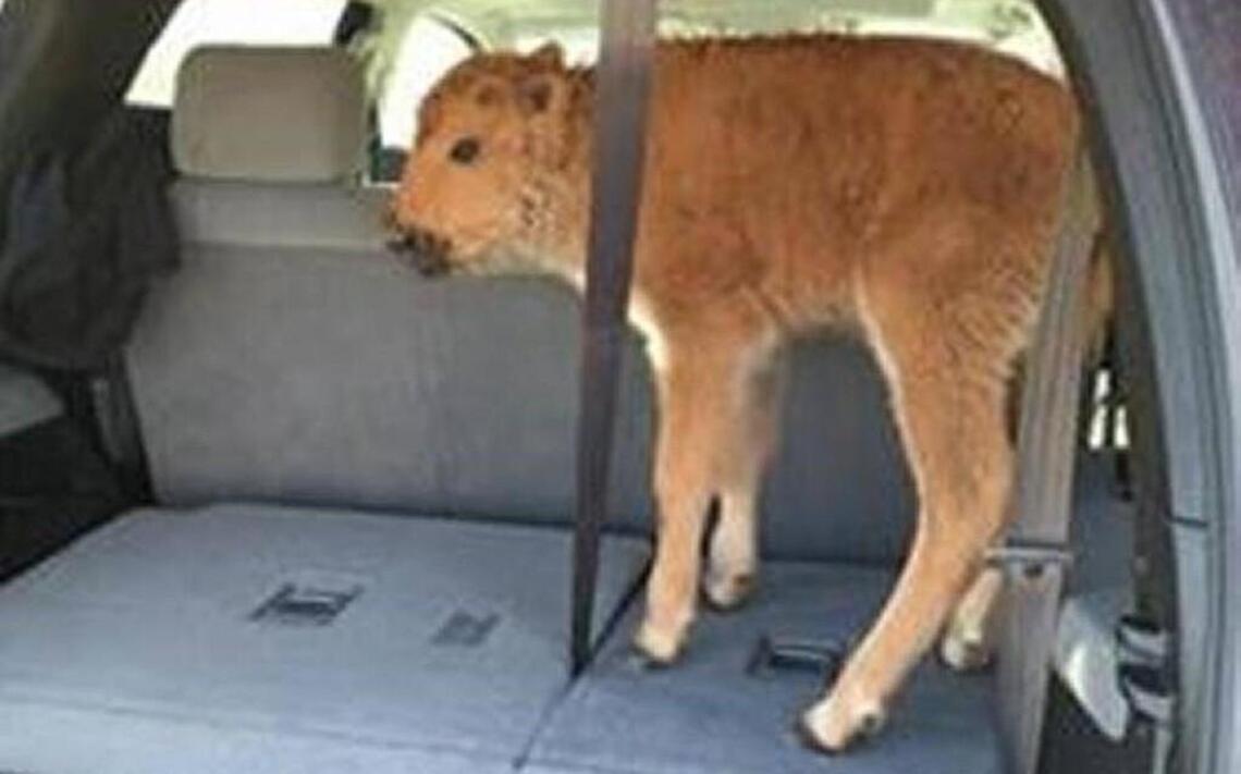 Yellowstone euthanizes baby bison that tourists loaded into their car