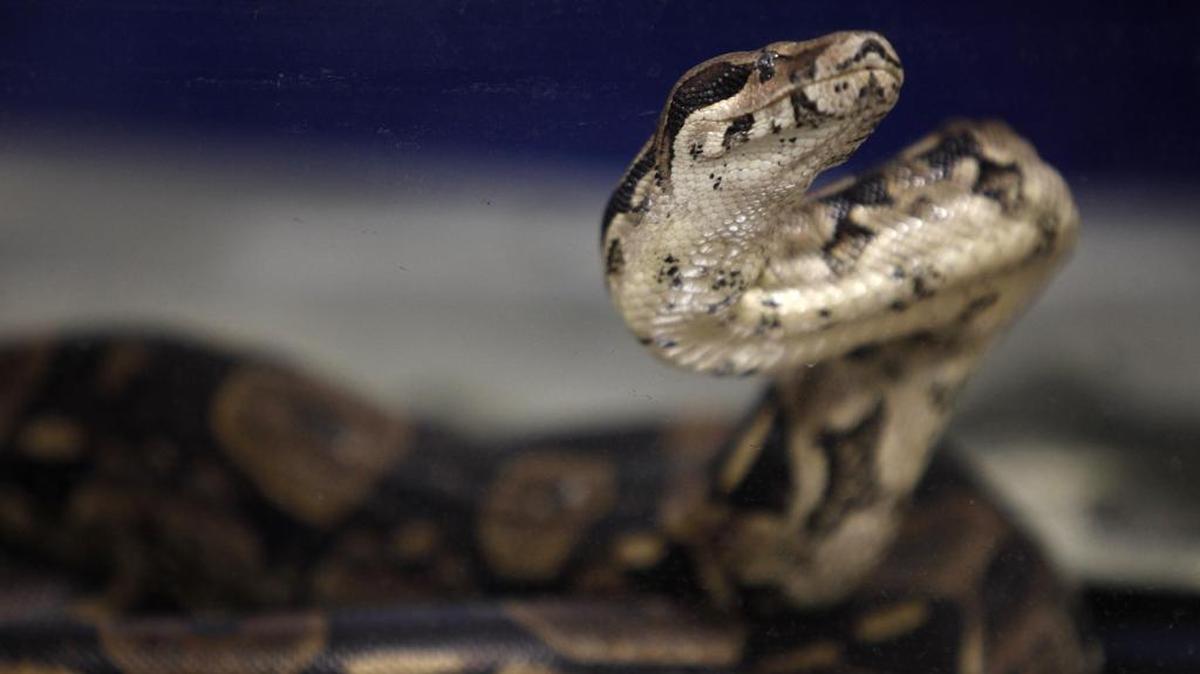 Elliot Senseman died after his 18-foot boa constrictor, not the one pictured, wrapped itself around his neck in his Pennsylvania home, the coroner said. Cops shot and killed the snake.