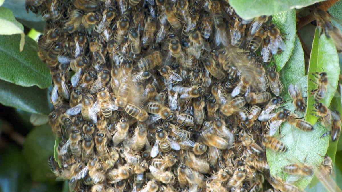 A Massachusetts man died when he was attacked by a swarm of bees.