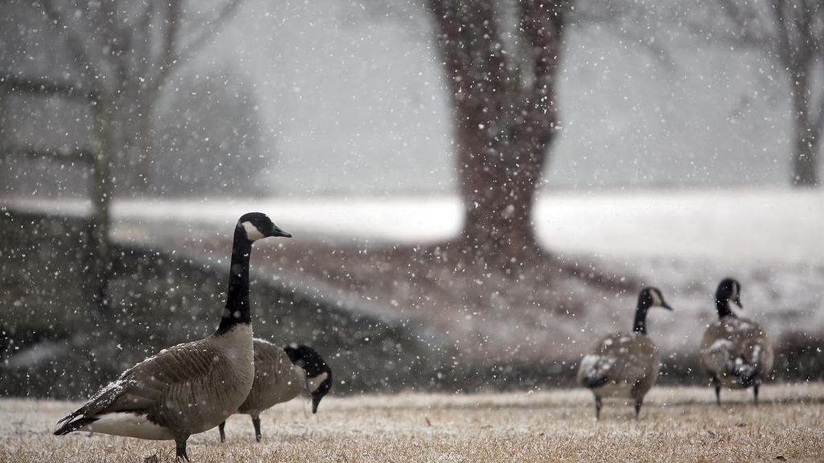 Canada geese forage for food as snow falls at City Lake Park, Wednesday, Jan. 17, 2018, in Rocky Mount, N.C. A billionaire in South Bristol, New York, can’t get geese to stop pooping on his lawn.