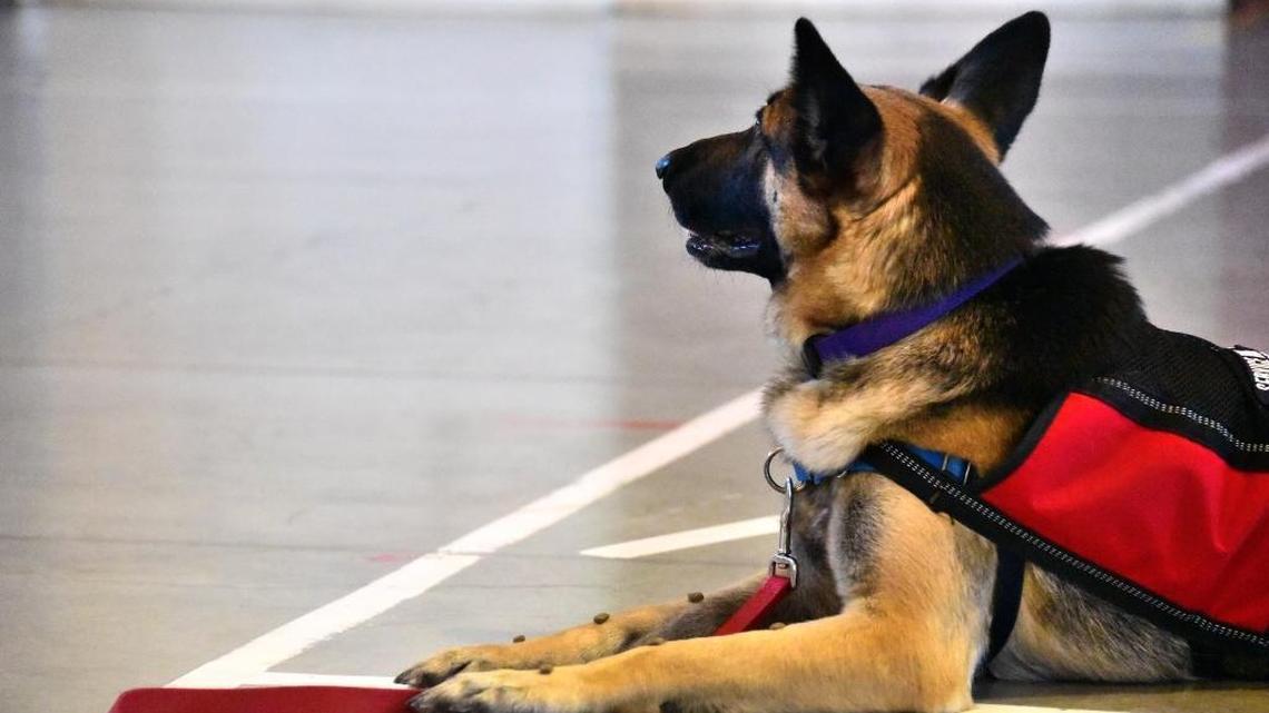 Service dogs are allowed in grocery stores, according to North Carolina law.