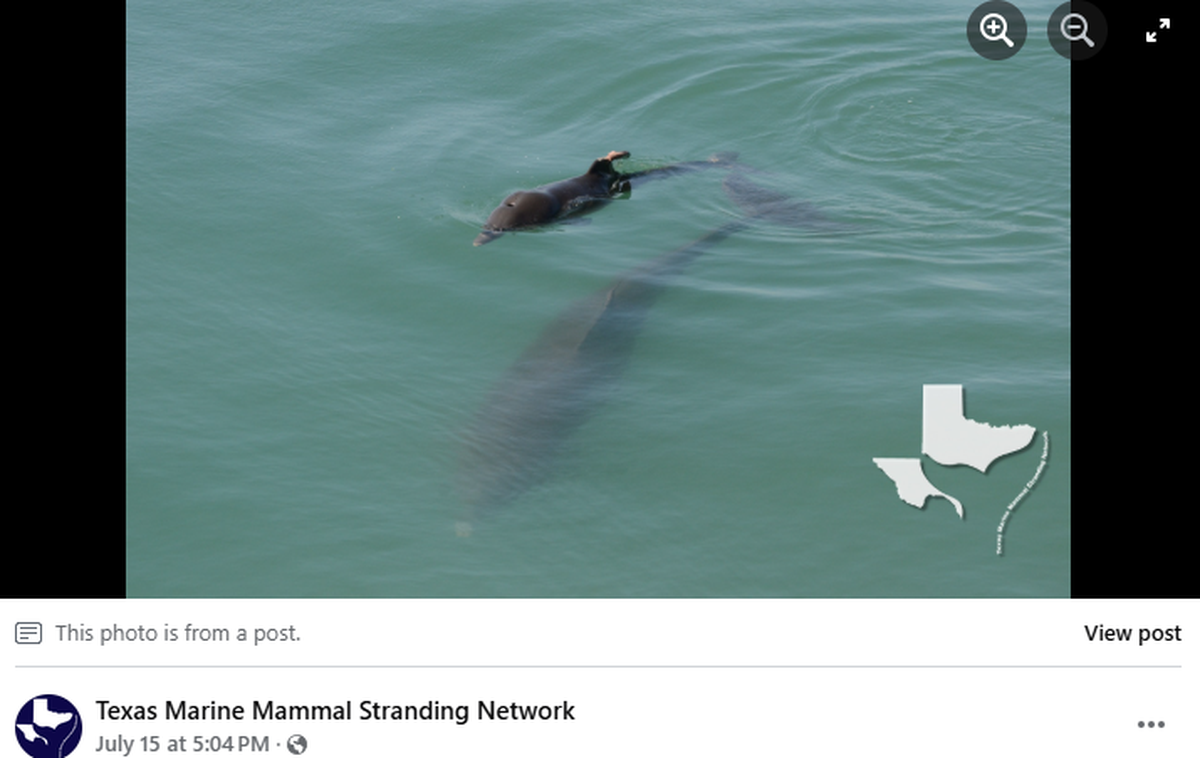 An injured dolphin calf swims with its mother as rescuers try to save it.