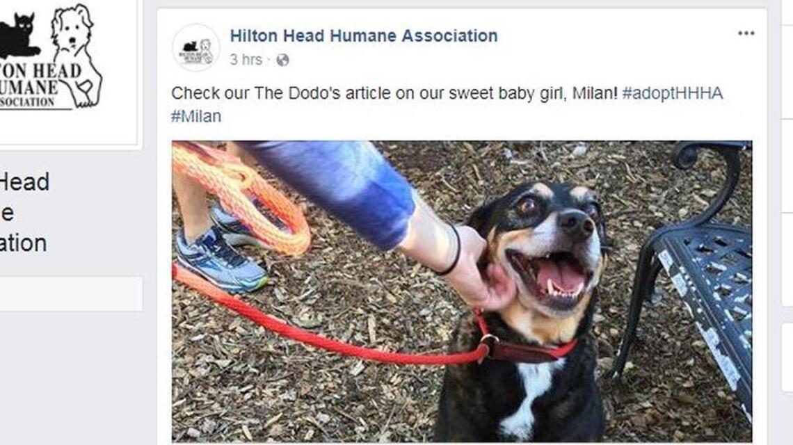 This dog has waited at a shelter for nearly 8 years. She’s finally getting noticed