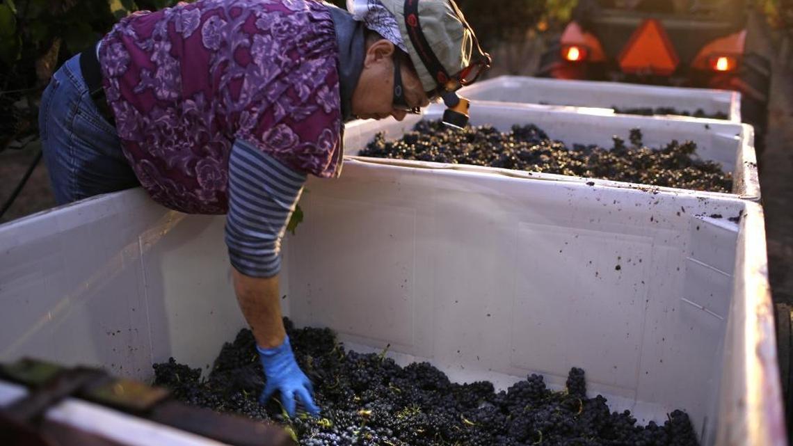 A farm worker sorts Pinot Noir grapes at the Saintsbury winery in Napa, California.