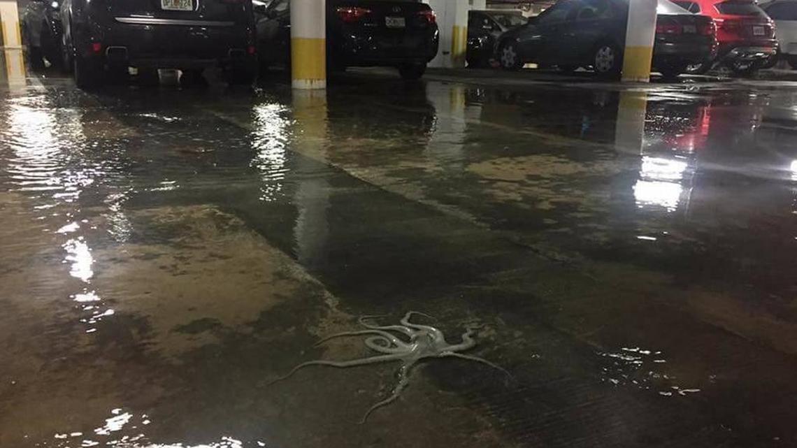 Octopus in the parking garage is climate change’s canary in the coal mine