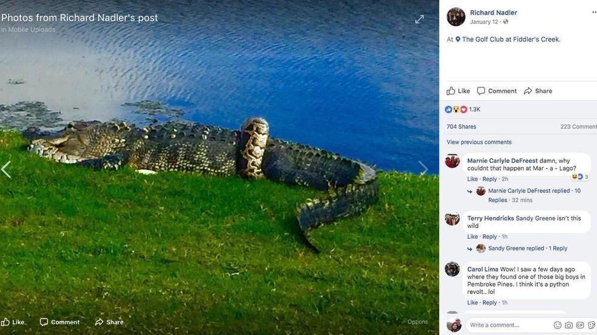 Richard Nadler captured this photograph of an alligator and a python entwined on a Florida golf course.