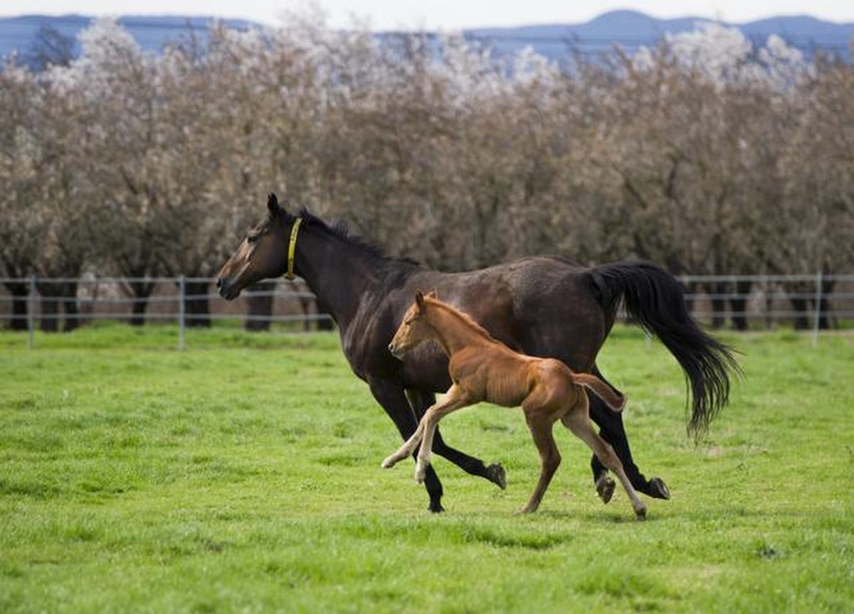 In 2022, 18,700 foals were born in North America, including 7,754 in Kentucky. Twenty of the finest horses from that original group of nearly 19,000, now 3 years old, will go to post in Saturday’s 151st Kentucky Derby at Churchill Downs in Louisville.