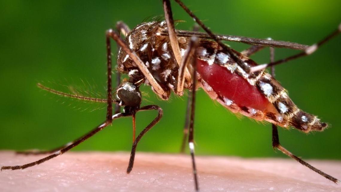 A female Aedes aegypti mosquito in the process of acquiring a blood meal from a human host. On Friday, July 29, 2016, Florida said four Zika infections in the Miami area are likely the first caused by mosquito bites in the continental U.S. (James Gathany/Centers for Disease Control and Prevention via AP, File)