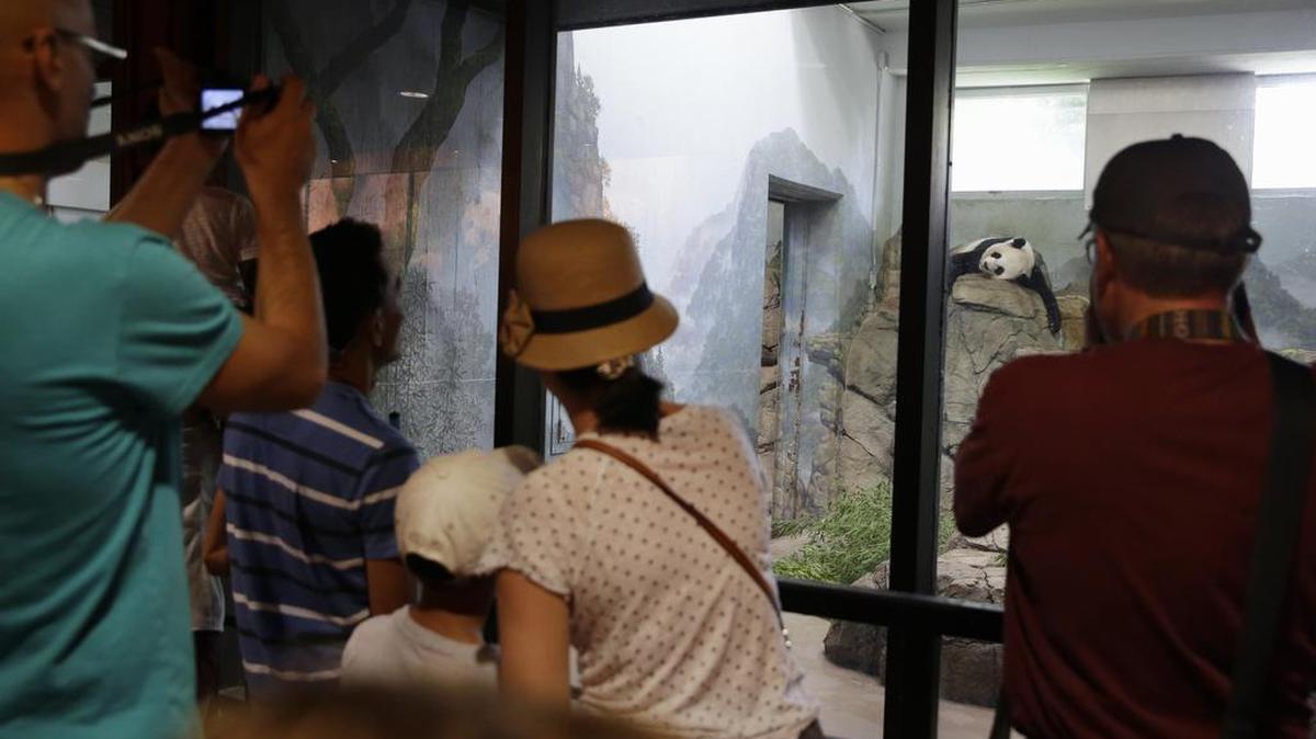 
Smithsonian National Zoo visitors take pictures of giant panda Mei Xiang, mother of the new cub, as she sleeps in the indoor habitat at the zoo in Washington, Aug. 12, 2015. 
