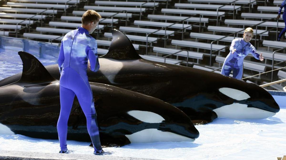 La cadena de parques temáticos estadounidense SeaWorld anunció que pondrá fin a los espectáculos con orcas, tras años de críticas por el supuesto maltrato que reciben los animales.