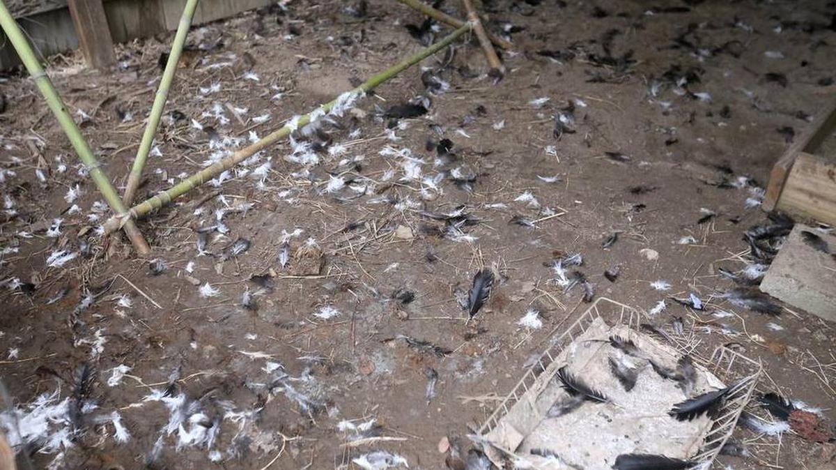 Feathers are scattered around one of the Jackson County, Miss., coops where 14 chickens were slain Christmas morning. The owners are at a loss to explain the attack, but officials say a large dog may be responsible.